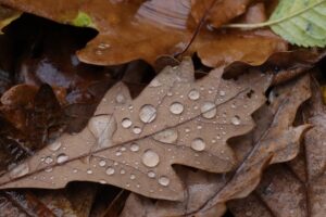 folhas secas caindo com gotas da chuva no outono