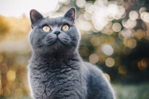 10 dicas imperdíveis para manter o seu gato mais saudável