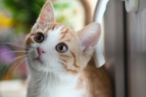 8 dicas importantes para a saúde do seu gato