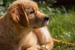 As 10 raças de cães mais amigáveis filhote de golden retriever
