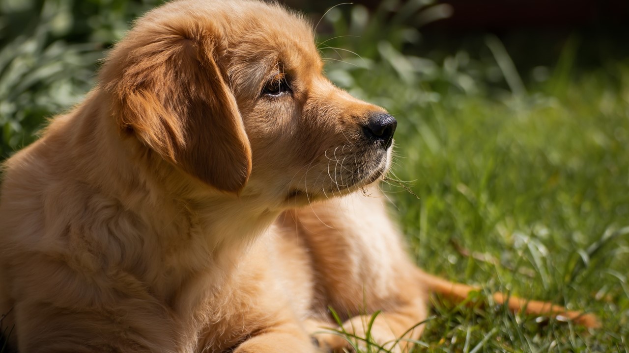 As 10 raças de cães mais amigáveis filhote de golden retriever
