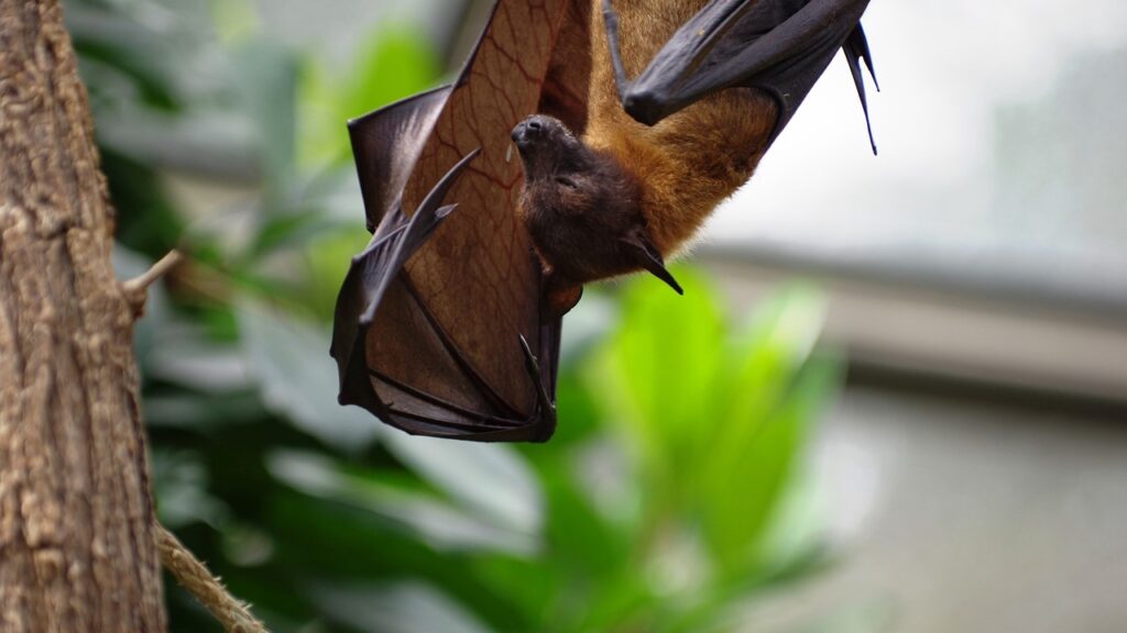 Caso de raiva em morcego preocupa Piracicaba