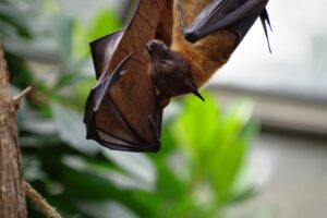 Caso de raiva em morcego preocupa Piracicaba
