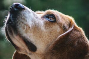 Cinomose mata: saiba como proteger seu cão