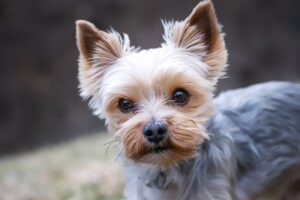 100 Nomes Criativos para Cachorros Inspirações Temáticas para Batizar seu Pet