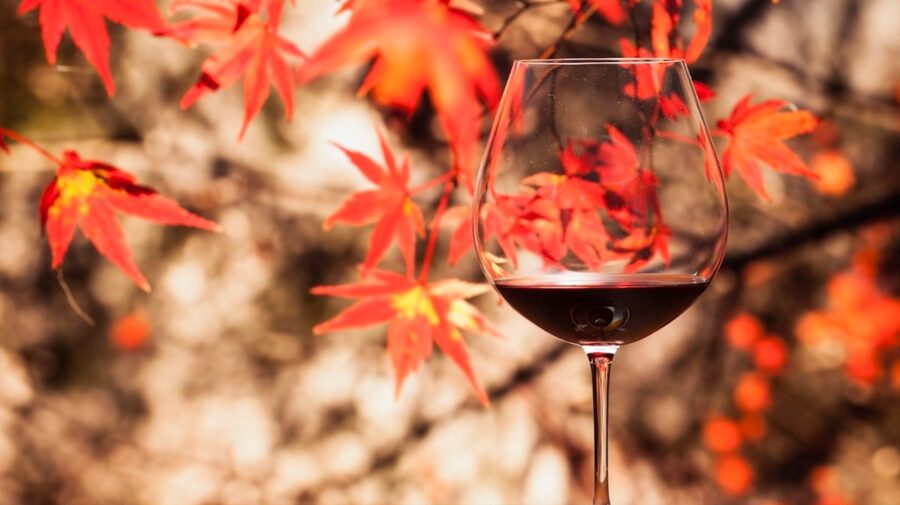 Deguste o Outono: Escolha os Melhores Vinhos para a Estação