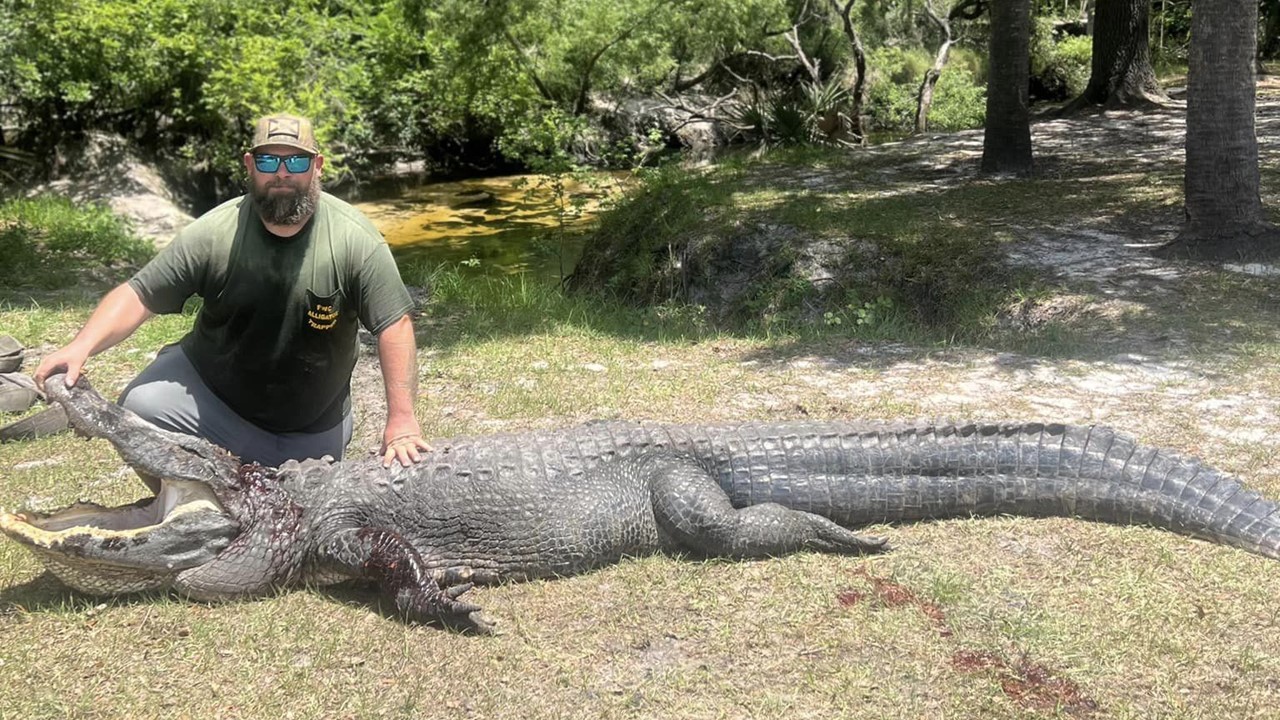 Homem enfrenta jacaré gigante para salvar cachorro na Flórida