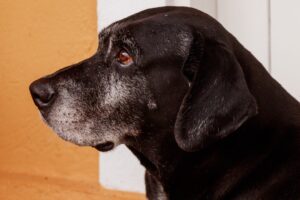 Parvovirose em Cães O Que Todo Dono de Pet Precisa Saber. Uma visão completa sobre a parvovirose canina, suas causas, sintomas e prevenção