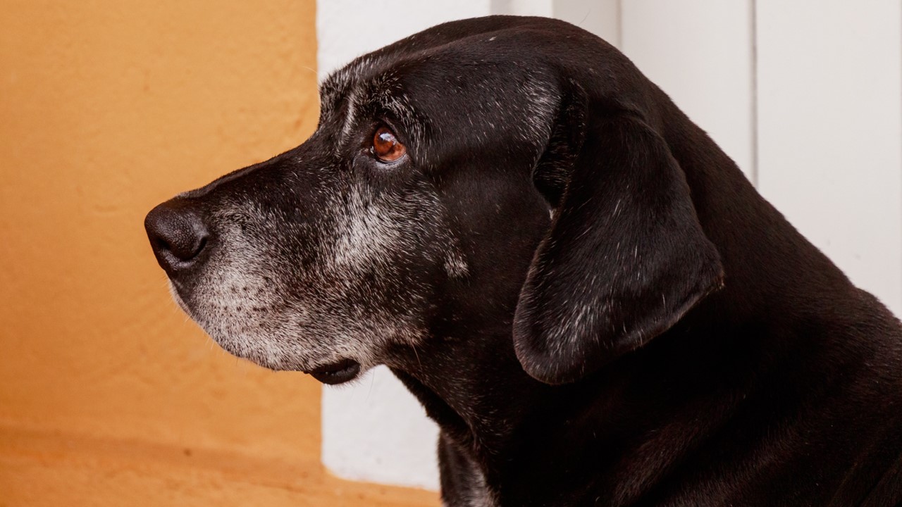 Parvovirose em Cães O Que Todo Dono de Pet Precisa Saber. Uma visão completa sobre a parvovirose canina, suas causas, sintomas e prevenção