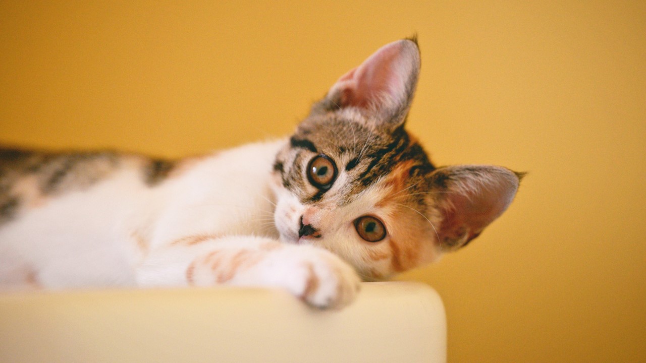 Adestramento de gatos descubra as melhores dicas