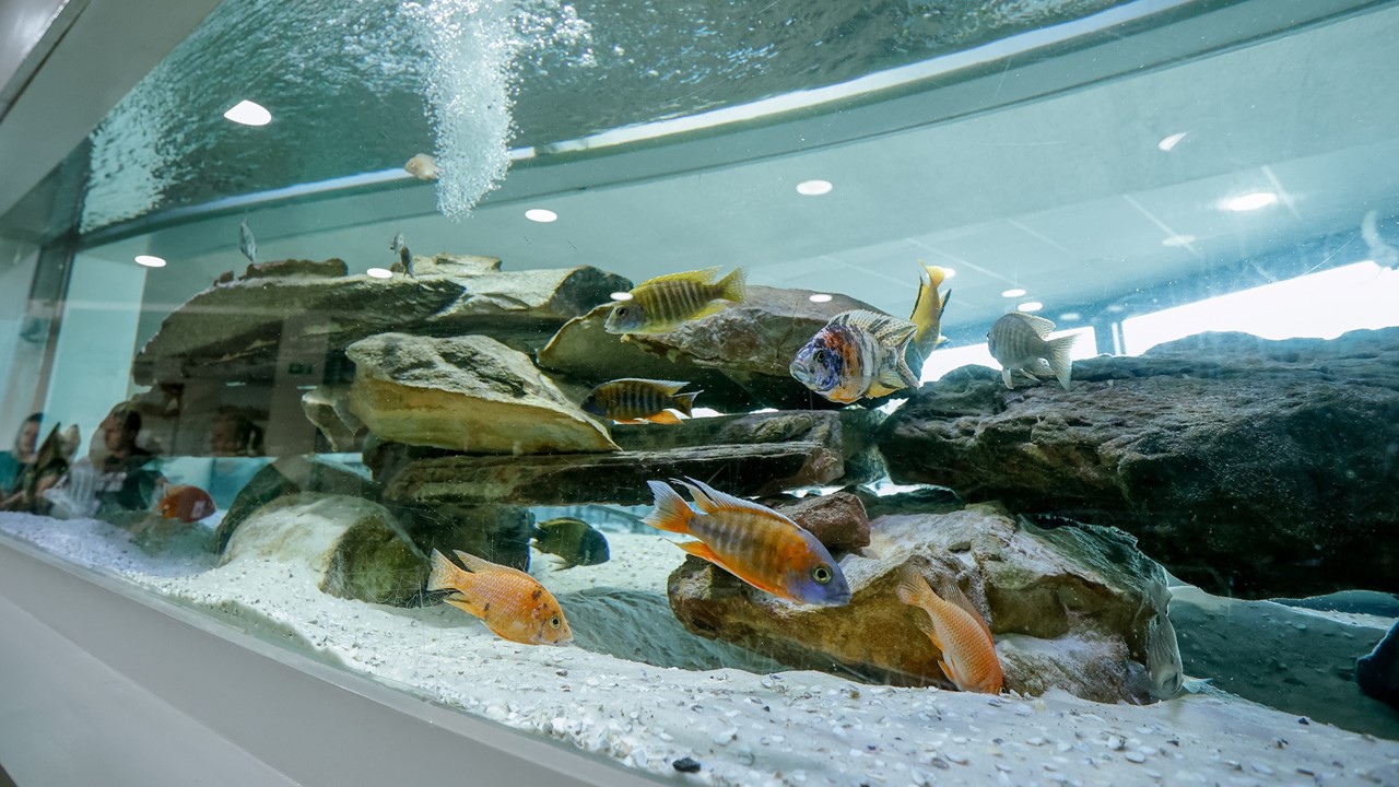 Aquário Municipal de Piracicaba Aquário tem mais de 100 espécies de peixes
