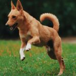 Artrose em Cães: Conheça Tudo Sobre essa Condição.