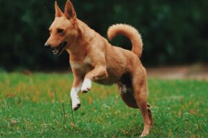 Artrose em Cães: Conheça Tudo Sobre essa Condição.