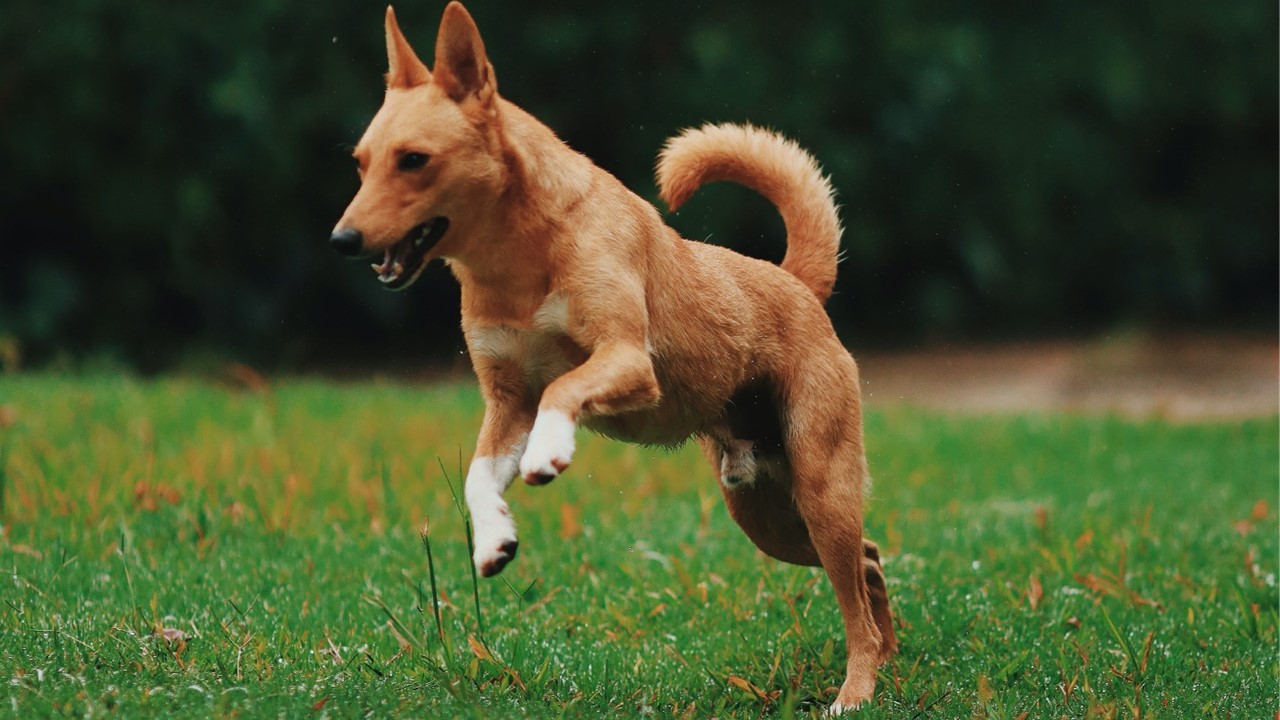 Artrose em Cães: Conheça Tudo Sobre essa Condição.