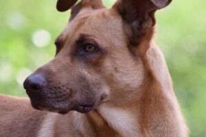Castrar ou não castrar Uma decisão difícil para os donos de cadelas Castração de cachorras Castração de fêmeas
