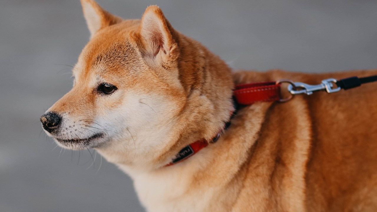 a coleira perfeita para seu cão