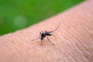 mosquito-aedes-aegypti-transmissor-da-chikungunya