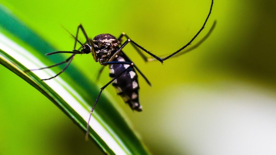 mosquito-da-dengue-aedes-aegypti
